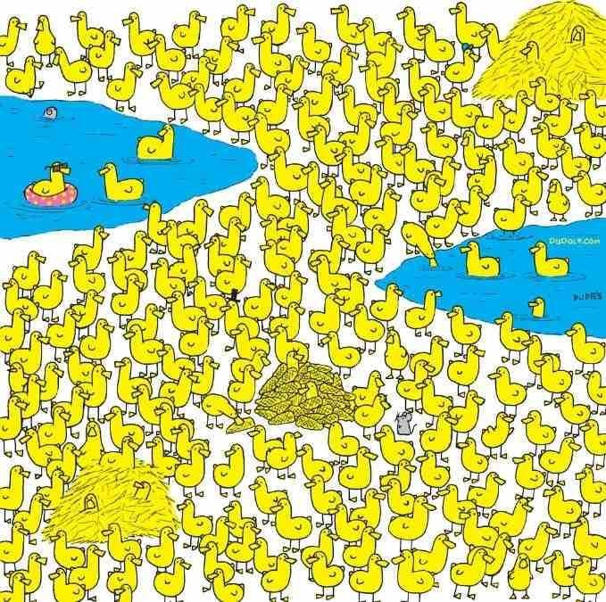 Doar cei mai isteți vor găsi găina printre rățuște în 8 secunde: nou puzzle / imagine de Gergely Dudas