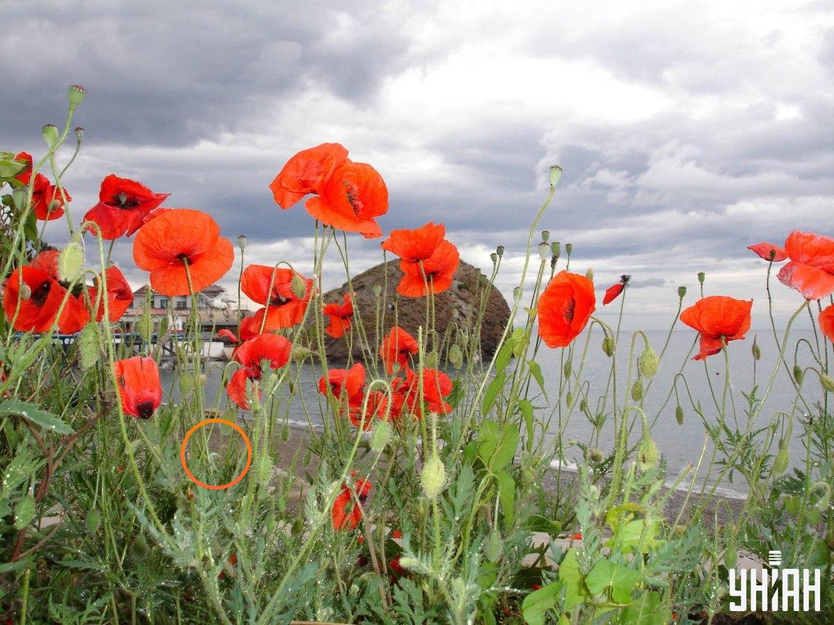 Fotografie Moje