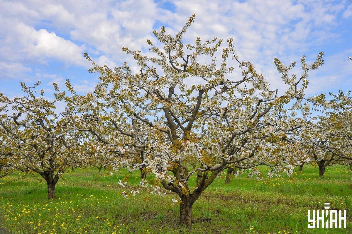 Găsiți porumbelul pe puzzle în timp / colaj cu fotografia Moje Găsiți porumbelul la timp pe puzzle / colaj cu fotografia Moje