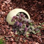 Cât de mult pot trăi plantele și dacă pot muri