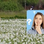 Doar persoanele cu IQ-uri uimitoare vor găsi o barză în