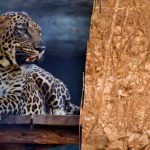 Găsirea unui leopard în pădure în 4 secunde: o ghicitoare