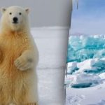 Găsirea unui urs polar în 7 secunde: o iluzie optică