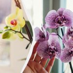 Orhideea nu înflorește: florarul a dat două sfaturi de viață