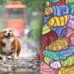 Puzzle de viteză: ai o vedere de 100% dacă identifici