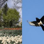 Toată lumea vede florile, și numai talentul poate găsi magpie
