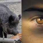 Toată lumea vede mistreți și doar 1% dintre unicumuri găsesc
